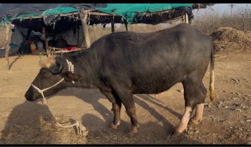 ભેસ વેચવાની છે