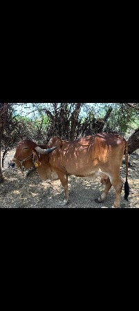 ગીર ગાય વેચવાની છે