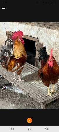 કુકડો કુકડી badhi aapi devana se