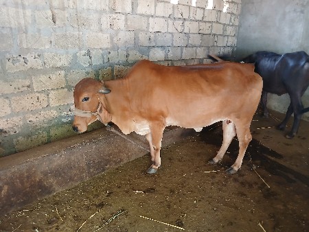 ગાય વેચવાની છે