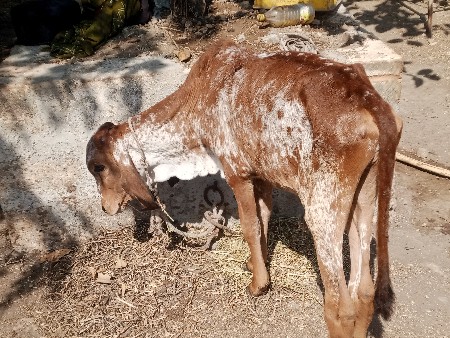 थंबनेल 3