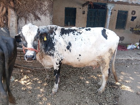 જર્સી ગાય વેચવાની છે