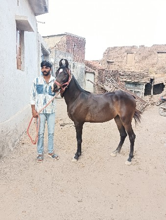 थंबनेल 2