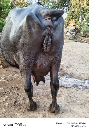 ભેંસ વેચવાની છે