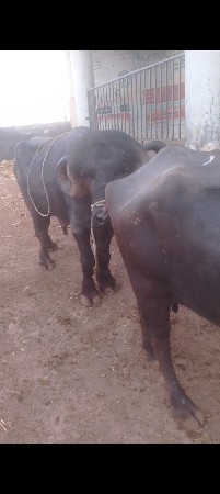 थंबनेल 3