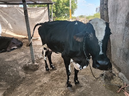 थंबनेल 3