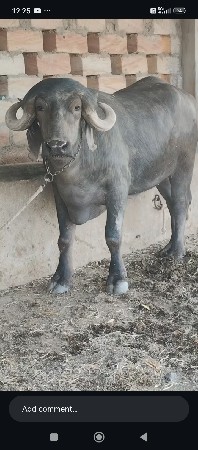 थंबनेल 2