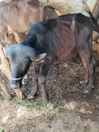 थंबनेल 3