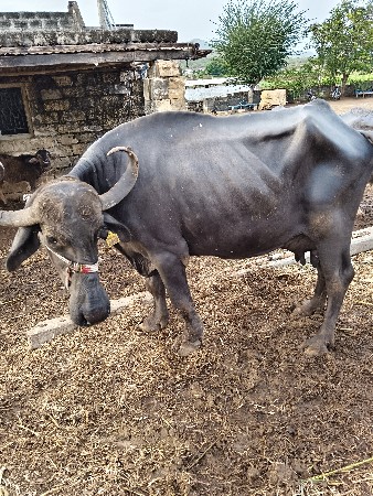 આ  ભેંસ વેચવાની છે