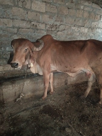 ગાય વેચવાની છે