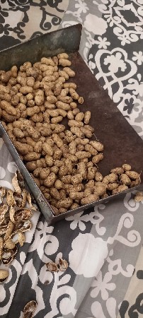 g37માડવો/99માડવી