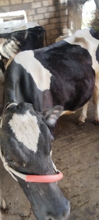 થંબનેલ 1