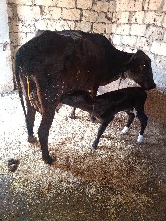 ગાય વેચવાની છે