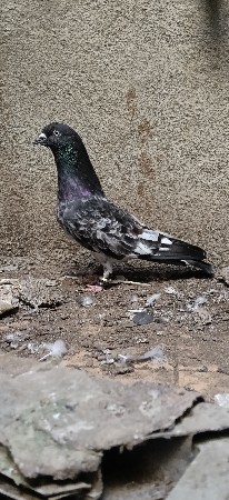 મારવાળો બદલવા નો છે