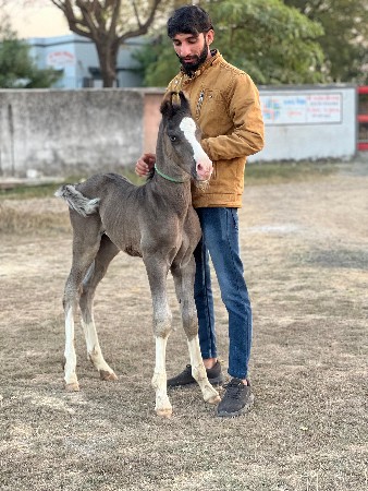 थंबनेल 3