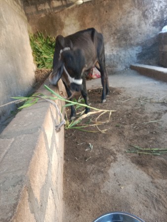 બ્લેક વાછડી વેચવાની છે