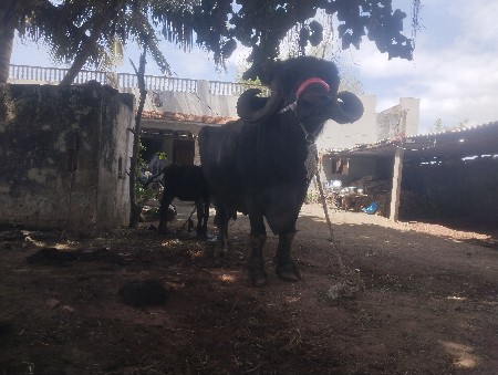 थंबनेल 2