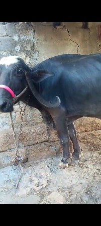 ભેંસ વેચવાની છે