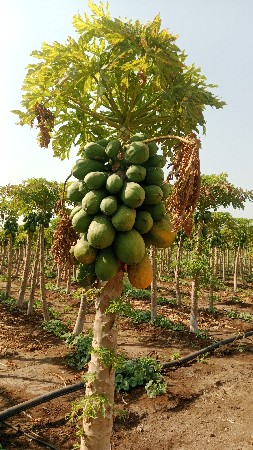 welkm verayti tayvan