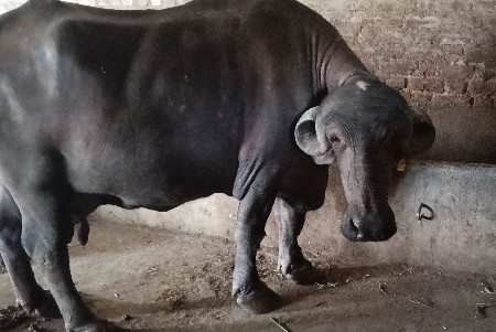 જાફરી કુંઢી