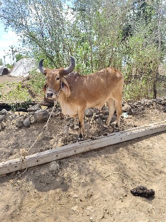 थंबनेल 2