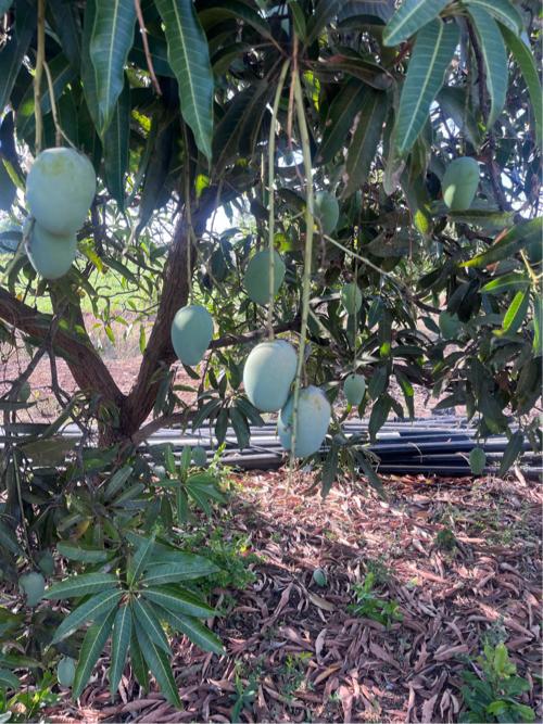 6 વીઘા નો  બગીચો કેરી નો