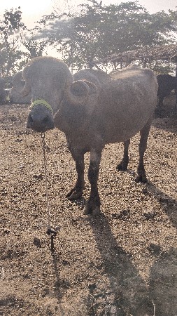 थंबनेल 2