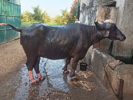 2 વેતર 20 દિવસ ની કાશી