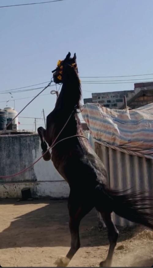 ghodo 2 page halva vado che 
name nagraj