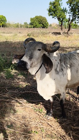 थंबनेल 3