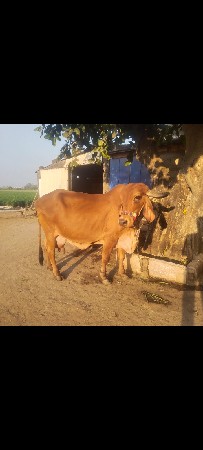 હોડકુ અને ગીર ગાય વેચવાની છે