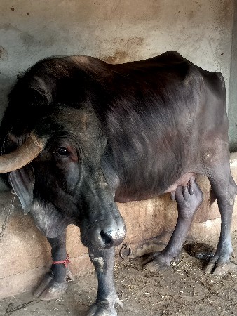 थंबनेल 3