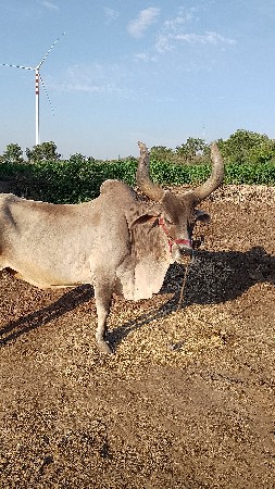 બળદ વેચવા ના છે