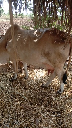 ગીરગાય વેચવાની છે 9228732201