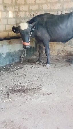 थंबनेल 3