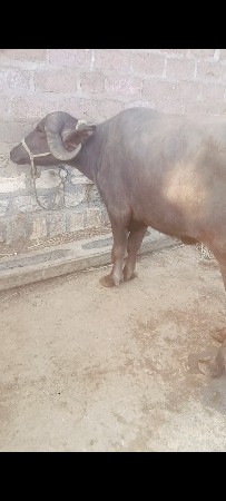 थंबनेल 2