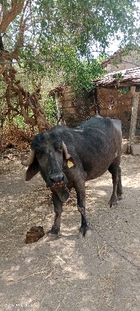 9723197610 ફોન કરો