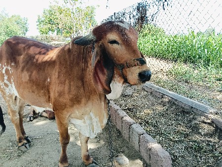 થંબનેલ 3