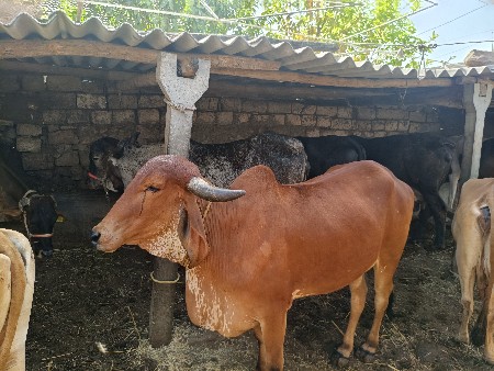 વોકી ગાભણી વેચવાની સે