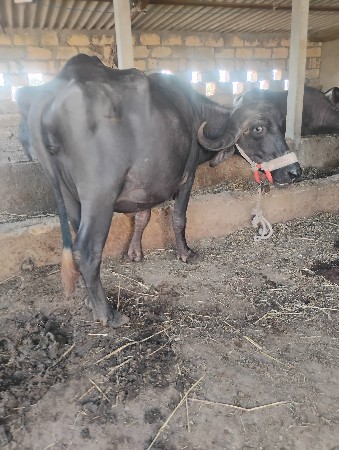 વેસવાનીછે