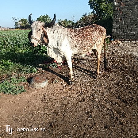 थंबनेल 3