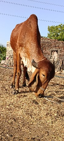 સમારેલ ગોઈડલો વેચવાનો છે