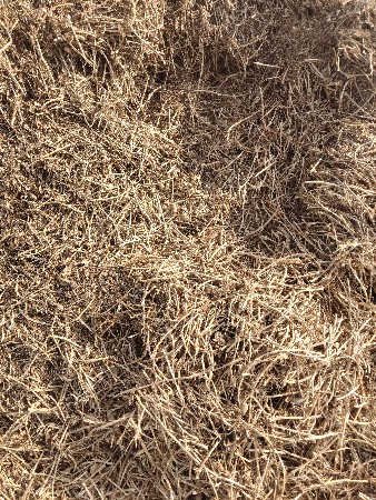 ભુકો વેસવાનોછે