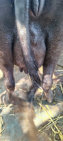 ભેંસ વેચવાની છે