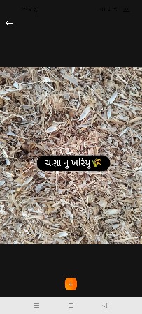 ચણા ખારિયા ની ખરીદી ચાલુ સે