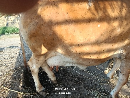 થંબનેલ 3