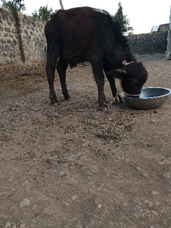 थंबनेल 3