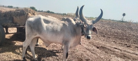 थंबनेल 2