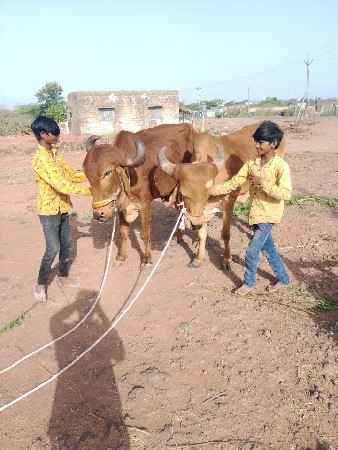 બળદ વેચવાના છે