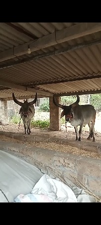 બળદ વેસવાના છે